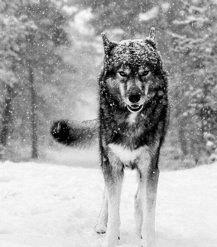 Animals おしゃれまとめの人気アイデア Pinterest Mio 狼 画像 黒オオカミ かっこいい犬 Animals おしゃれまとめの人気アイデア Pinterest Mio 狼 画像 黒オオカミ かっこいい犬
