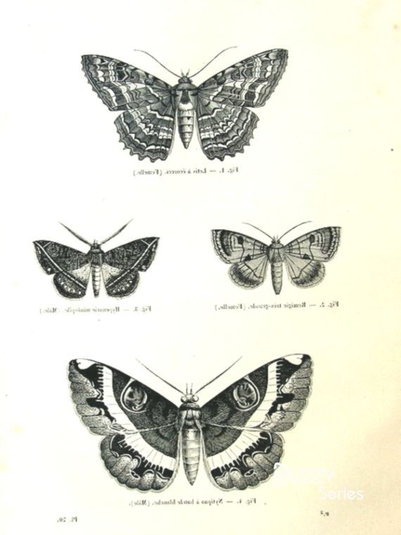 Atlas Moth Mit Bildern Motte Schmetterling