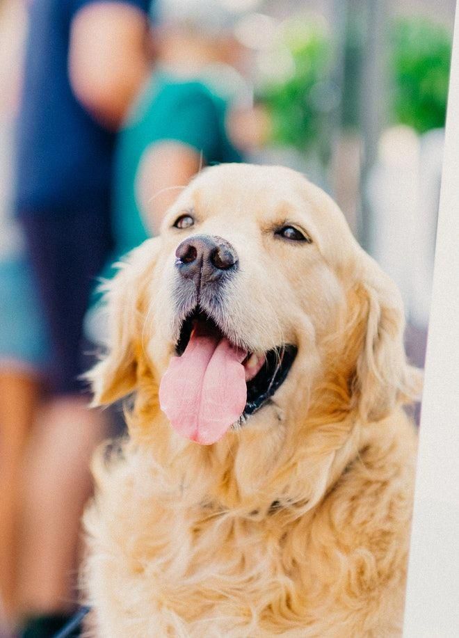 Dogs Puppylove Dog Training Easiest Dogs To Train Dog