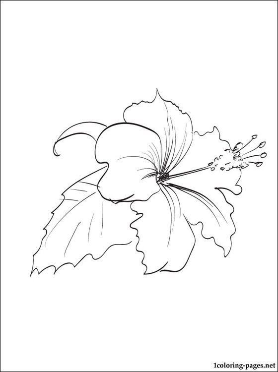 37 best Art Coloring images on Pinterest Coloring book, Coloring - copy free coloring pages of hibiscus flowers 37 best Art Coloring images on Pinterest Coloring book, Coloring - copy free coloring pages of hibiscus flowers