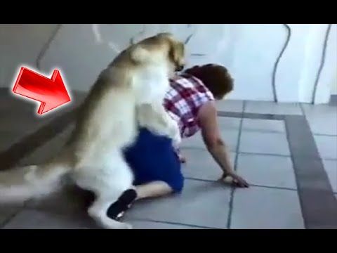 Funny YouTube Videos - Amazing Utube Movies