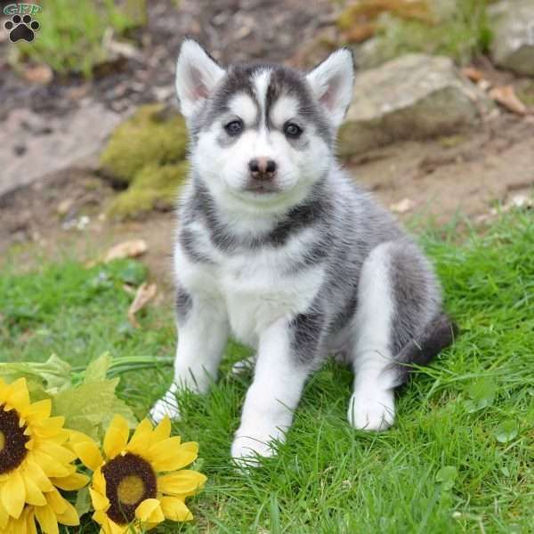 Kenya Siberian Husky Puppy For Sale In Ohio Siberianhusky