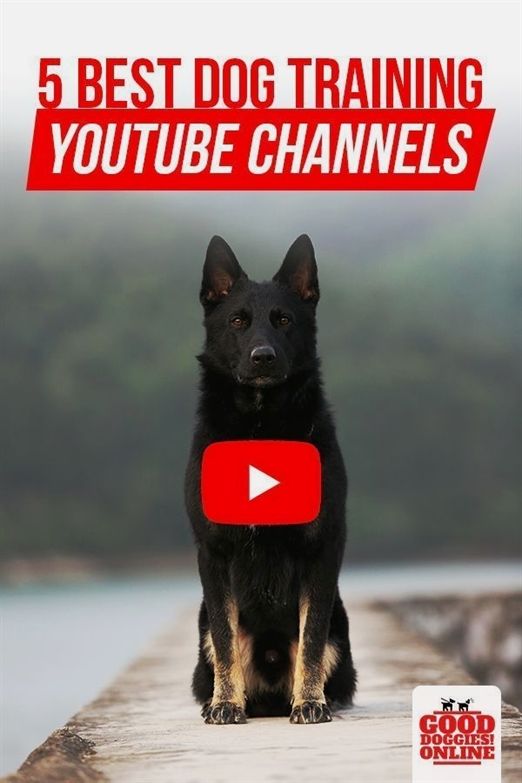 Dog Training Gloves Dog Training Whistle Sound Dog Training