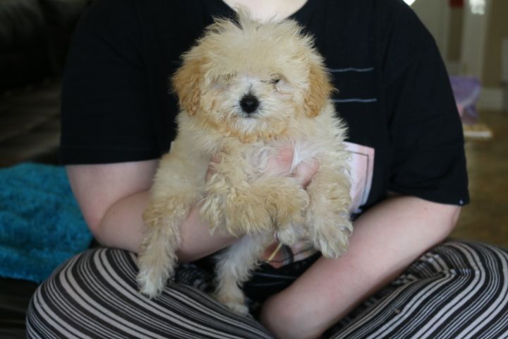 goldendoodle puppies for sale los angeles 25 b 228 sta medium goldendoodle id 233 erna p 229 goldendoodle goldendoodle goldendoodle puppies for sale los angeles 25 b 228 sta medium goldendoodle id 233 erna p 229 goldendoodle goldendoodle