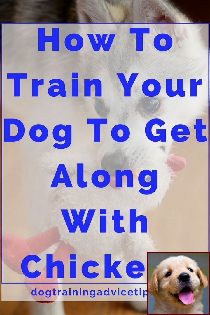 House Training A Puppy In 5 Days And Dog Training Courses Nz