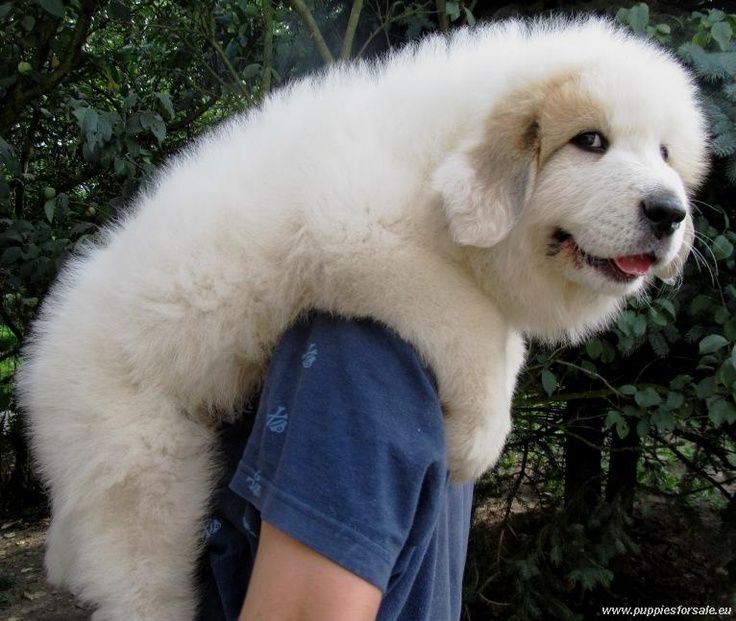 great white pyrenees puppies best 25 great pyrenees puppy ideas on pyrenees puppies st bernese great white pyrenees puppies best 25 great pyrenees puppy ideas on pyrenees puppies st bernese