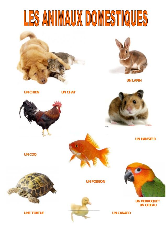 33 best FLE les animaux (domestiques) images on Pinterest 33 best FLE les animaux (domestiques) images on Pinterest