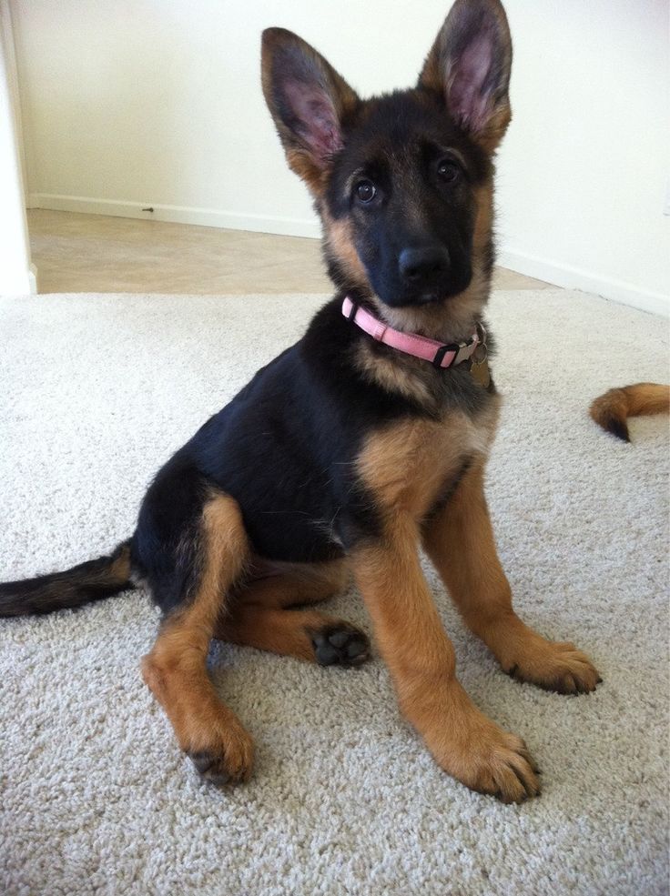 Dog breeding female itching sitting
