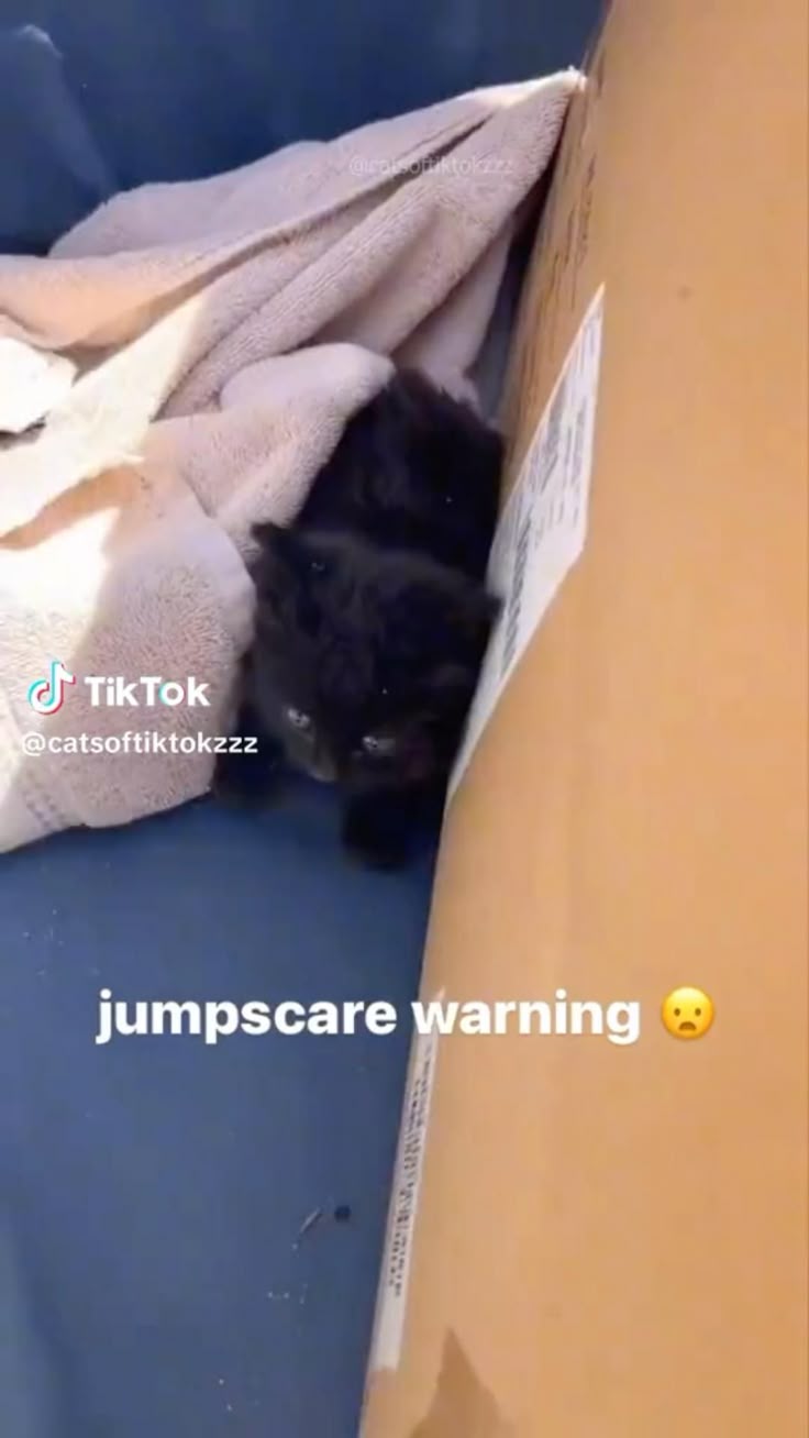 Spooky In 2024 Funny Cute Cats Funny Looking Cats Funny Cat Videos 17289d86bd6f8659ae2d0b2bfa688560