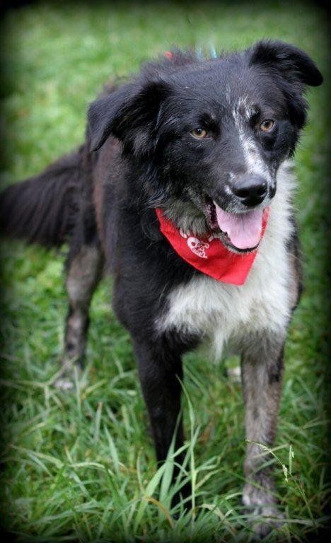Halifax Spca Adoptable Dogs Halifax Spca Adoptable Dogs