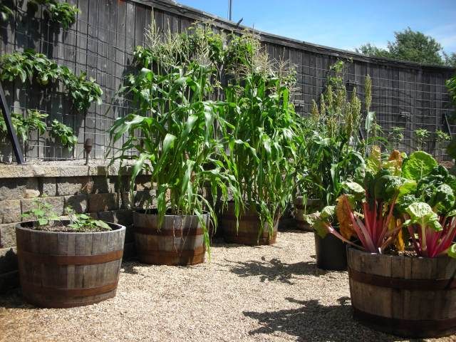 823 best Raised Garden Beds Elevated Table Gardens Containers Whiskey barrel container gardening a little bit in love with the idea of a whiskey barrel with rhubarb growing out of it