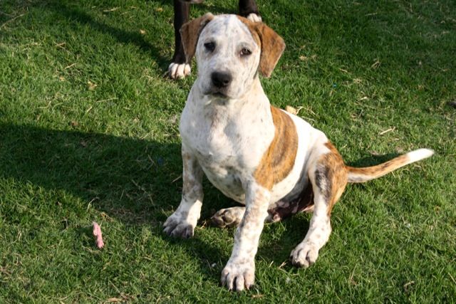 Street Dogs Rescue Memphis Street Dogs Rescue Memphis
