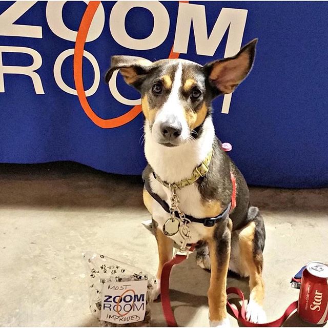 Seattle Dog Training Agility Obedience Puppy Pet Supplies