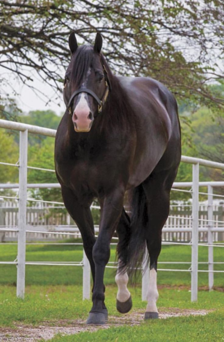 money moves horse money moves horse