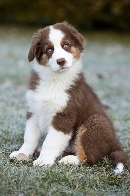 australian shepherd rescue california best 25 australian shepherd rescue ideas on pinterest aussie australian shepherd rescue california best 25 australian shepherd rescue ideas on pinterest aussie