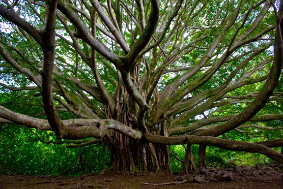 Hiking Adventure Majestic Tree In Hana hiking-adventure-majestic-tree-in-hana