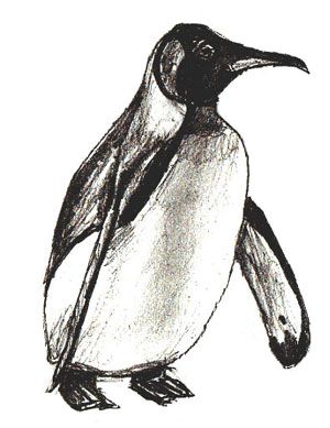 how to draw an emperor penguin step 5