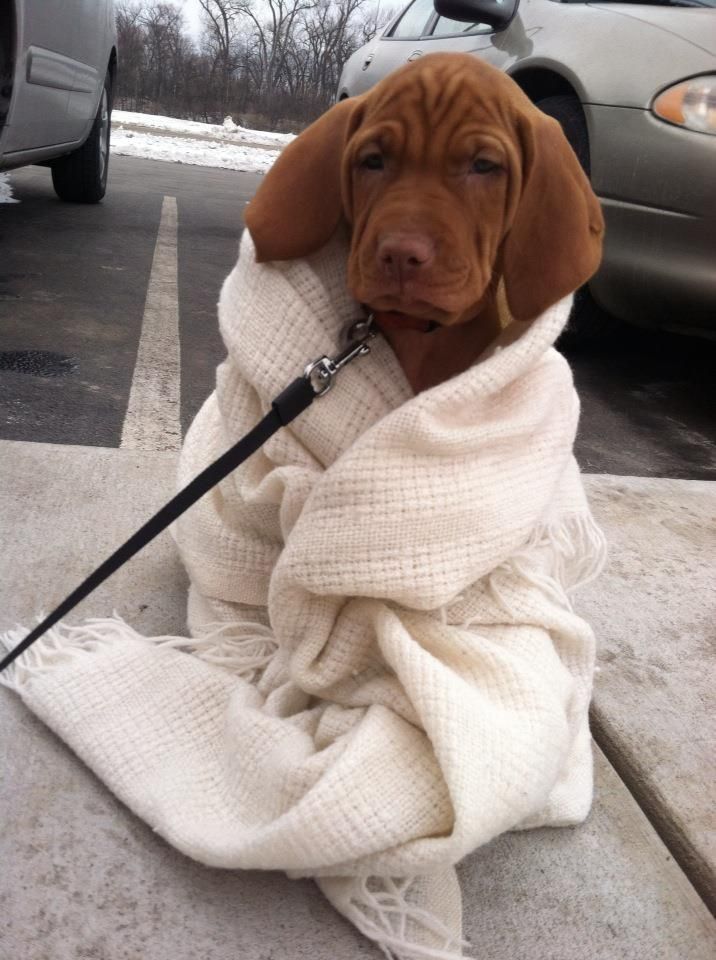 Does Fresh Pet Have A Food For Sick Dogs Does Fresh Pet Have A Food For Sick Dogs