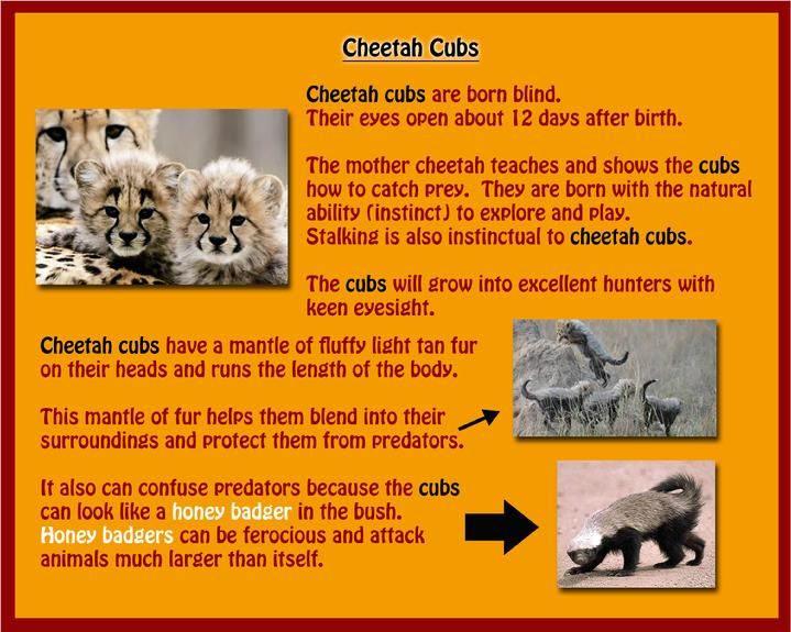 Kid Friendly Info On Cheetahs Kid Friendly Info On Cheetahs
