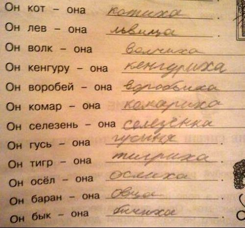 Сочинения картинки прикольные, картинки собаками