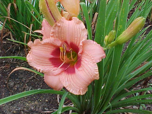 55 best fl lily images on pinterest irises lilies and lily what s the average flower size