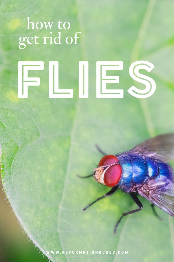 How to Get Rid of Flies: 5 Tips and Tricks | Get rid of flies, Kitchen trash cans, What attracts How To Get Rid Of Dumpster Flies