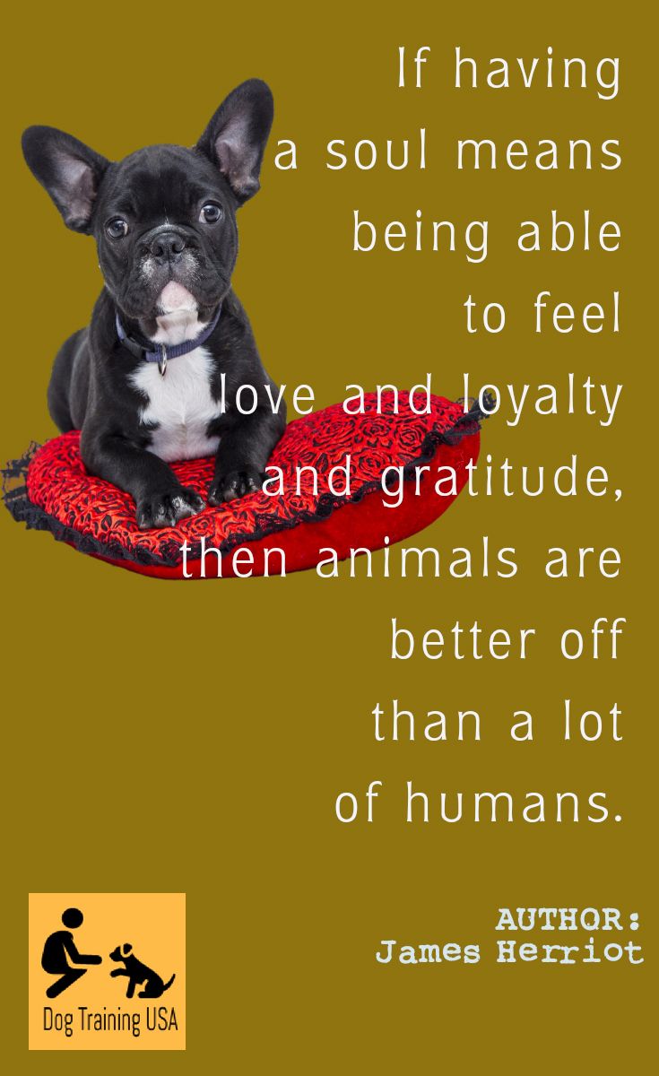 Cute Dog Quotes Dog Training Usa Cute Dog Quotes Dog Quotes