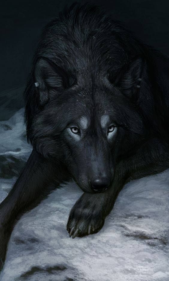 black wolf wildlife and animal artwork wolf wolf pictures wolf