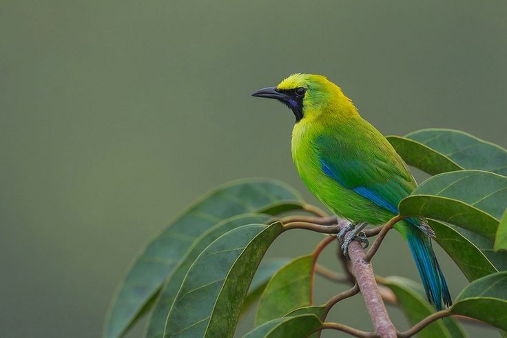 5 Jenis Burung Cucak Ijo Paling Gacor Dan Populer Di Indonesia Burungnya Com Burung Dokter Hewan Burung Liar