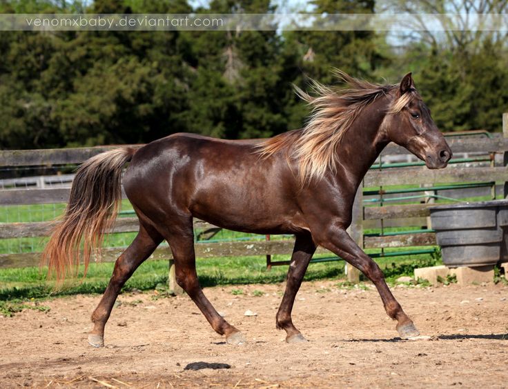 flaxen chocolate mare 1 by venomxbaby on deviantART | Most flaxen chocolate mare 1 by venomxbaby on deviantART | Most