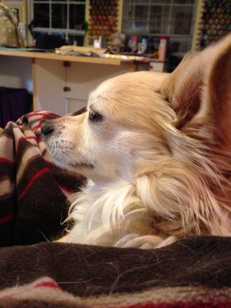 Dog Salivating Over New Puppy Dog Salivating Over New Puppy