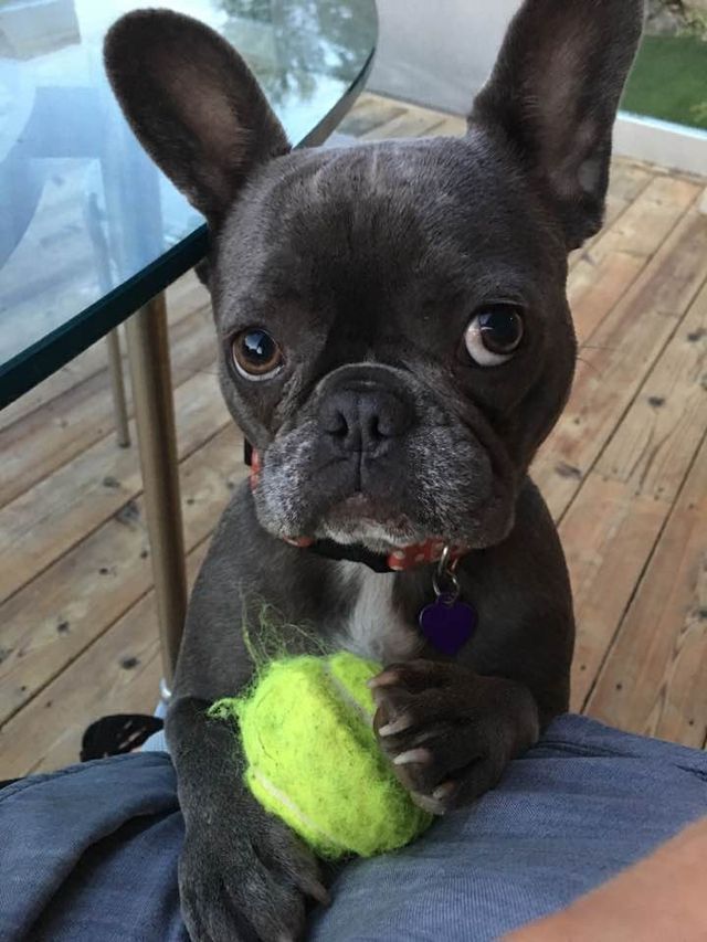 You Said You Was Gunna Play Ball French Bulldog Puppies Cute