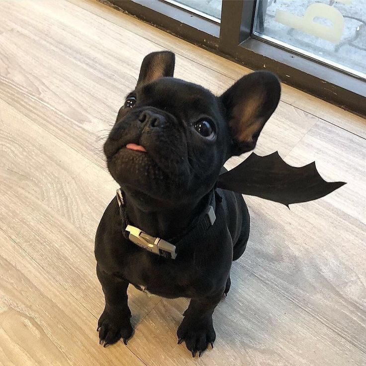 best food for french bulldog puppy with allergies