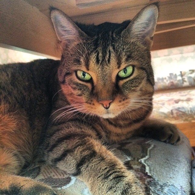 Cat Chat Katt Kedi Katze Catworld Catstagram Cats Of World Catsofinstagram Cats Of Instagram Sweet Swiss Switzerland Suisse Suiza Svizzer Cats Animals