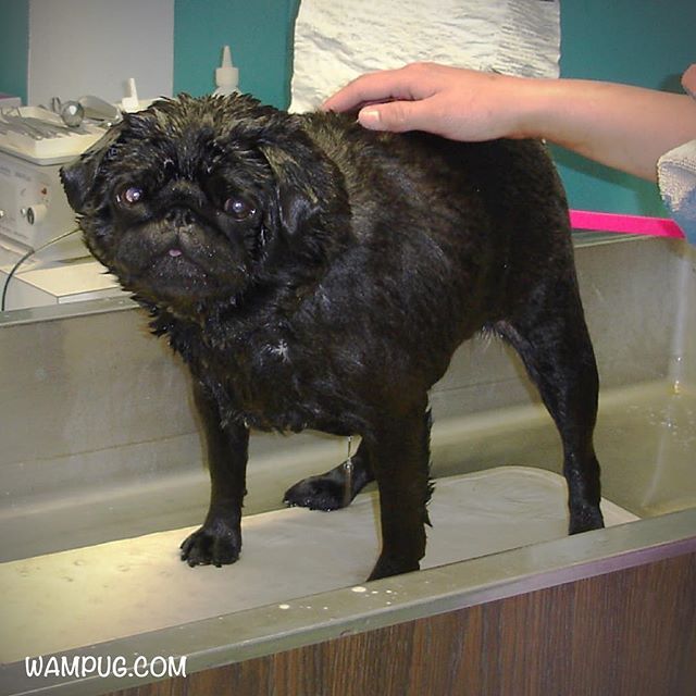 Even Way Back When I Had A Regular Bath Day Chubbsyearthree