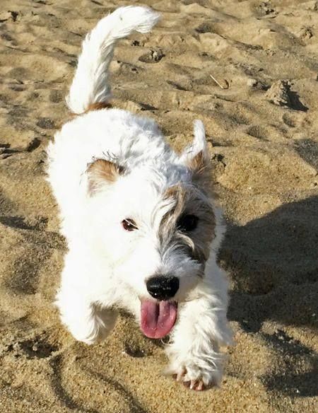 15 best Kutya images on Pinterest | Cutest dogs, Dog cat and Fluffy ...