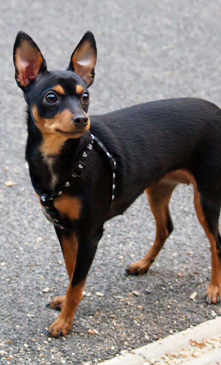 miniature doberman puppies best 25 miniature pinscher ideas on miniature doberman pinscher mini miniature doberman puppies best 25 miniature pinscher ideas on miniature doberman pinscher mini