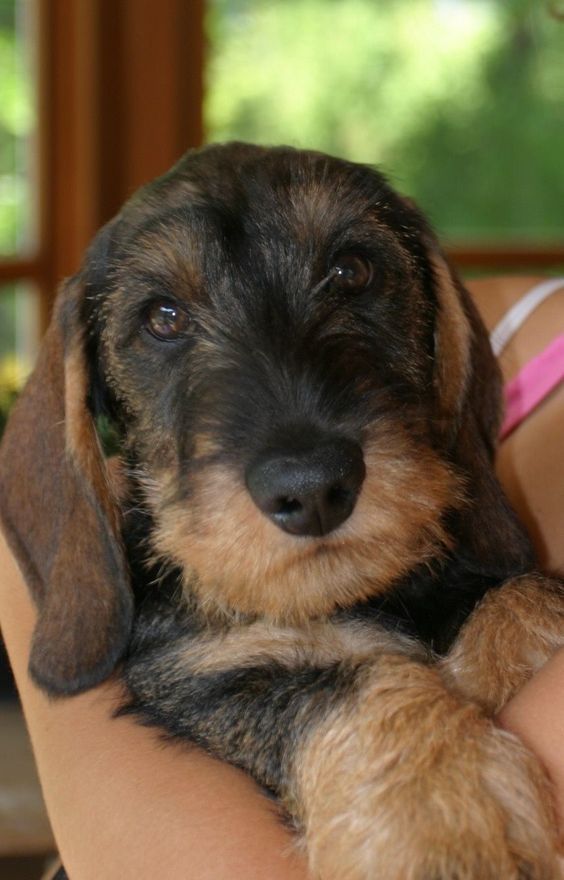 Dachshund Products Apparel And Gifts Wire Haired Dachshund