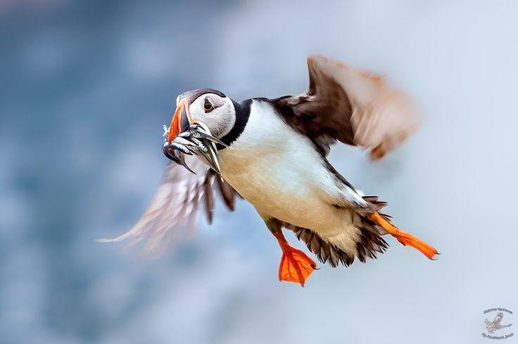 puffin meat puffin meat