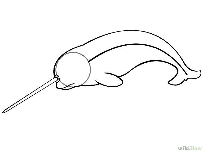 draw a narwhal step 3jpg