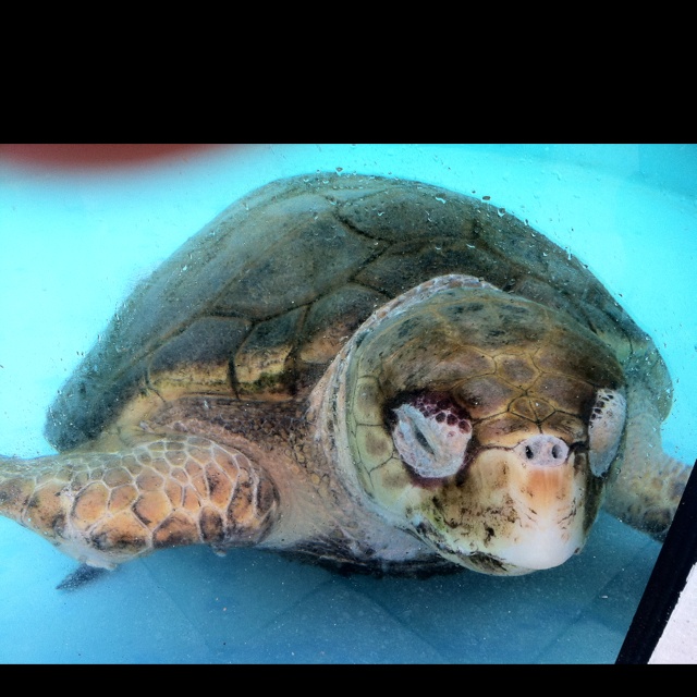 Loggerhead Turtle Juno Beach Fl Chill Zone Pinterest Loggerhead Turtle Juno Beach Fl Chill Zone Pinterest