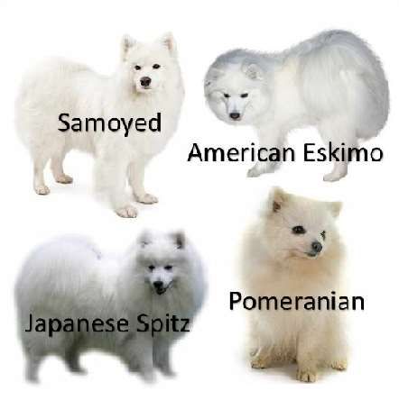 standard american eskimo dog vs samoyed 25 best japanese spitz ideas on pinterest american eskimo puppy standard american eskimo dog vs samoyed 25 best japanese spitz ideas on pinterest american eskimo puppy