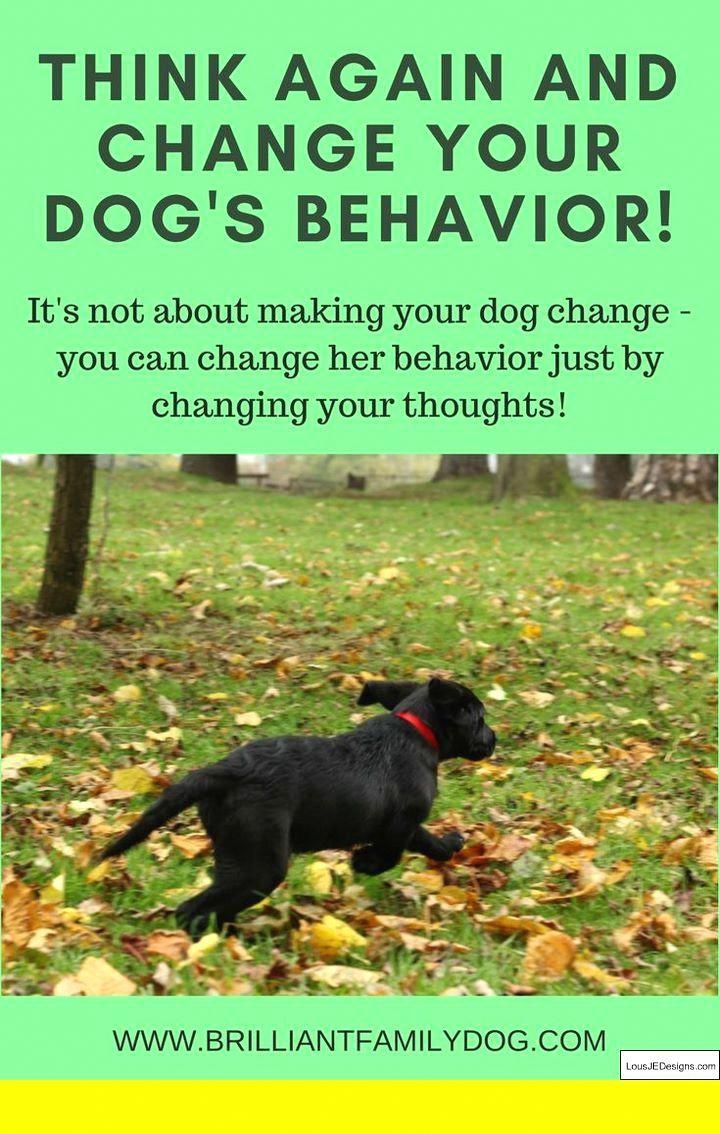 dog training denton tx dog training denton tx