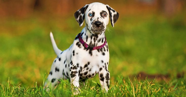 Images Of Different Breeds Of Dogs Images Of Different Breeds Of Dogs
