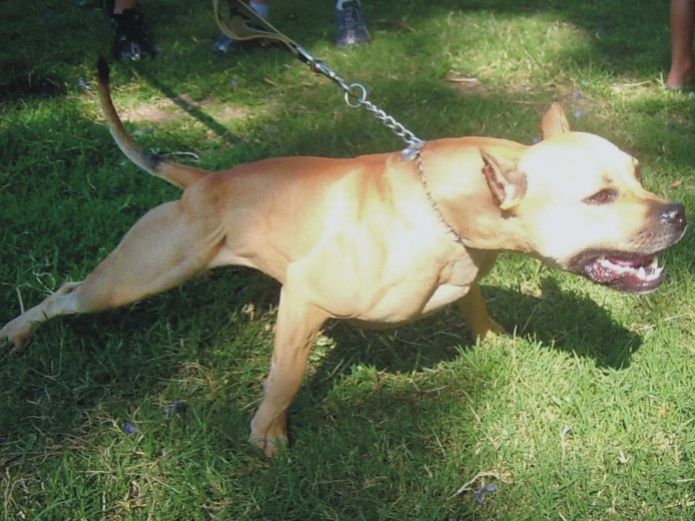 Muere Tras Ser Atacada Por Un Pitbull En Su Casa En Ohio