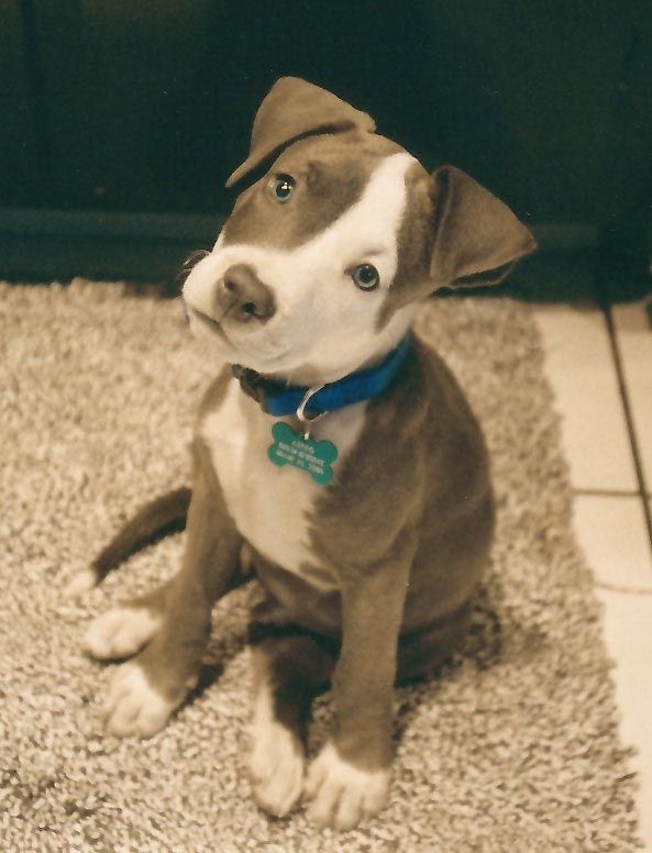 Best Dog Treats For Pitbulls Best Dog Treats For Pitbulls