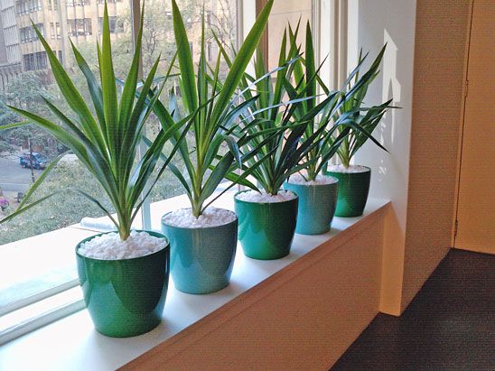 25 Best Desktop Planters Images On Pinterest Herb Garden Planter Office Window Sills No Longer Need To Be Boring Bring The Outside In With Plants