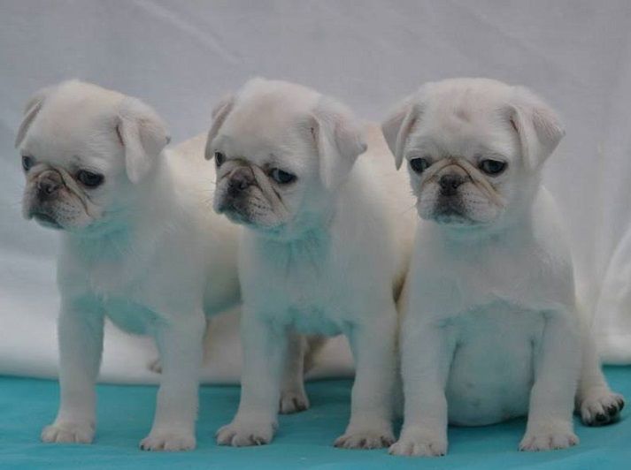 white pugs for sale in pa best 25 white pug ideas on pugs baby black pug and pug puppies white pugs for sale in pa best 25 white pug ideas on pugs baby black pug and pug puppies