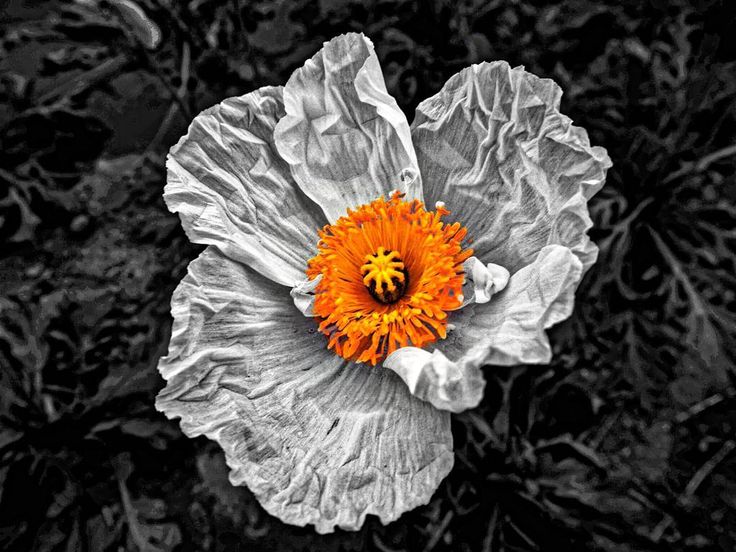 Poppy Language Of Flowers Oblivion Sleep Imagination Thank You Everyone Always ポピー全般の花言葉は いたわり 思いやり 恋の予感 陽気で優しい Flowers Plants Color Poppy Language Of Flowers Oblivion Sleep Imagination Thank You Everyone Always ポピー全般の花言葉は いたわり 思いやり 恋の予感 陽気で優しい Flowers Plants Color
