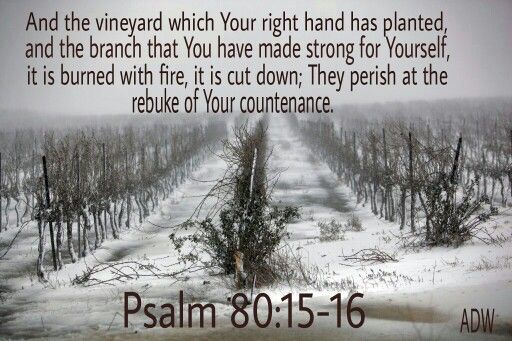 Psalm 80 15 16 Psalm 80 Psalms Book Of Psalms psalm-80-15-16-psalm-80-psalms-book-of-psalms
